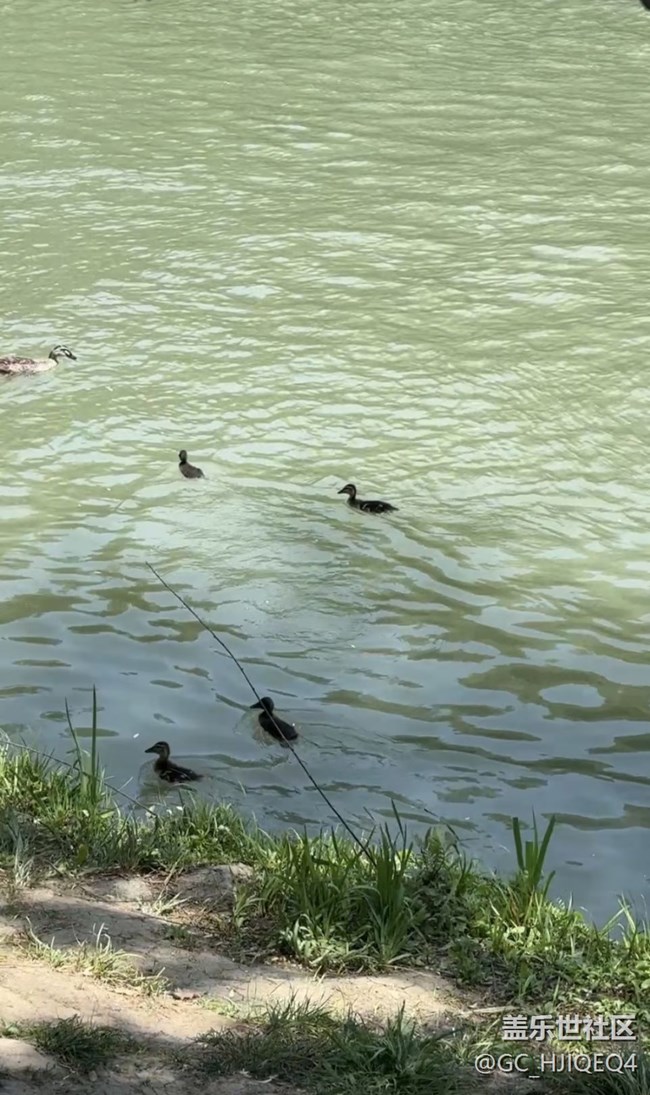 【初夏漫行】瘦西湖