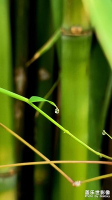 竹葉掛雨