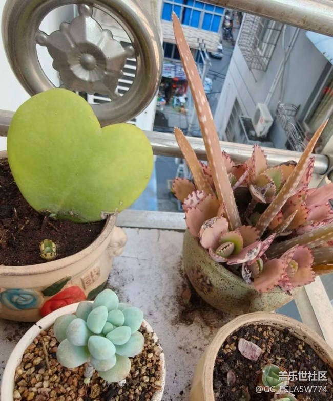 【初夏漫行】開花