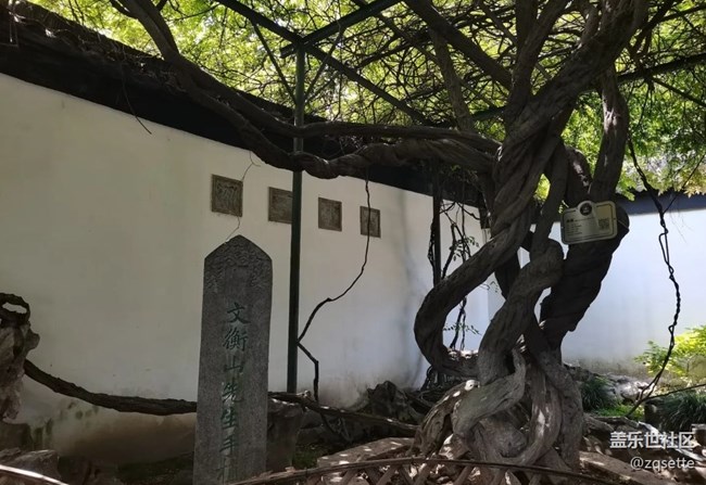 【初夏漫行】拙政園