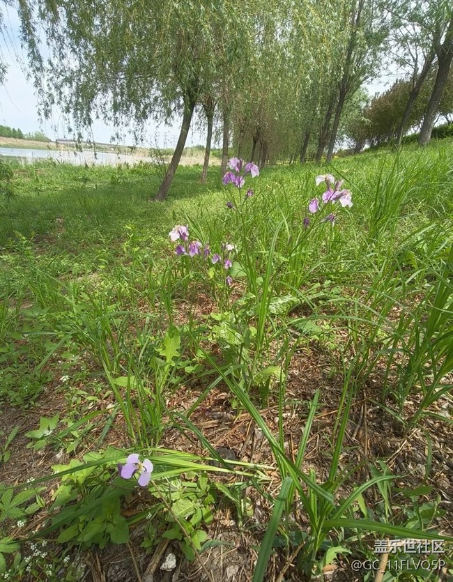 【初夏漫行】湖邊垂釣