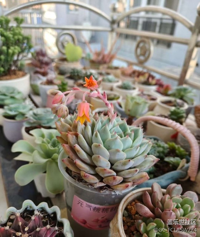 【初夏漫行】開花