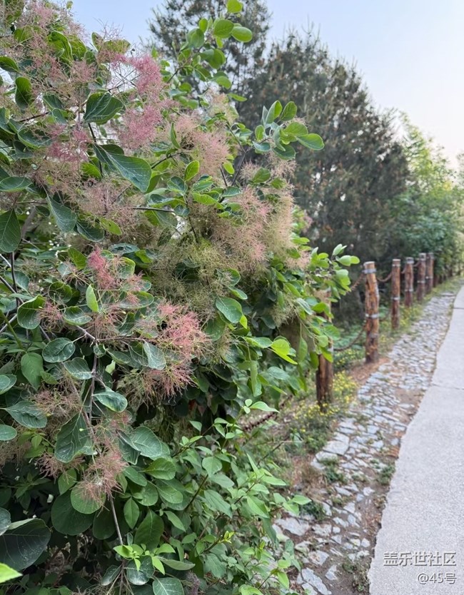 【初夏漫行】森林公園