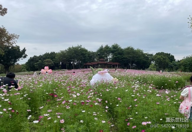 【初夏漫行】花開