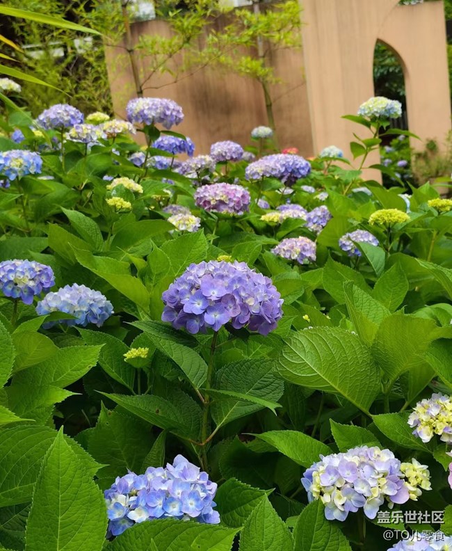 【初夏漫行】花開美麗
