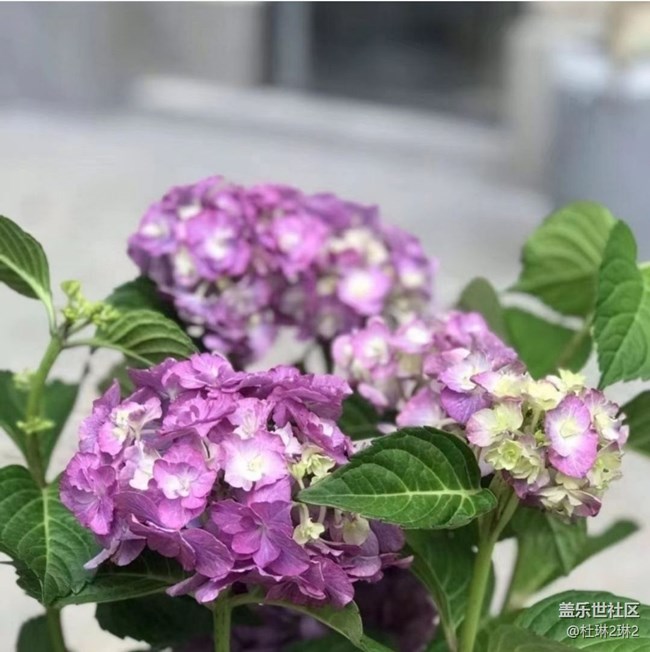 【初夏漫行】繡球花