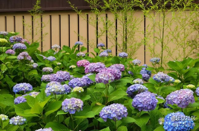 【初夏漫行】花開美麗