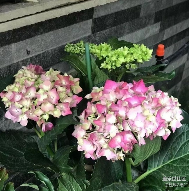 【初夏漫行】繡球花