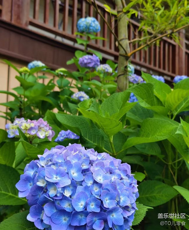 【初夏漫行】花開美麗