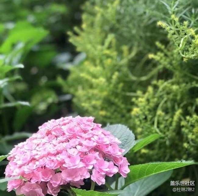 【初夏漫行】繡球花