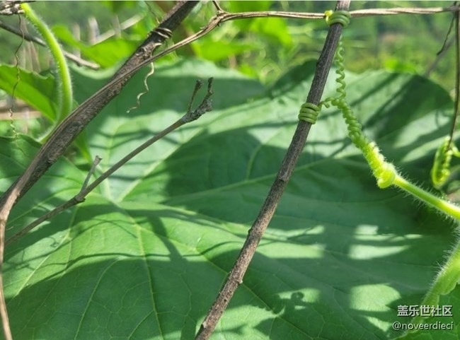 【初夏漫行】農(nóng)作物