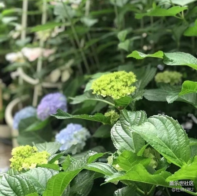 【初夏漫行】繡球花