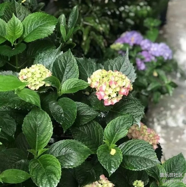 【初夏漫行】繡球花