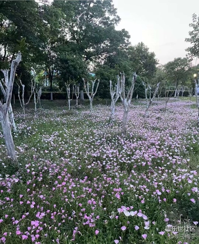 【初夏漫行】夏日公園