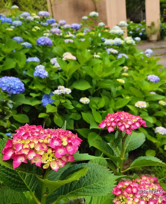 【初夏漫行】花開美麗