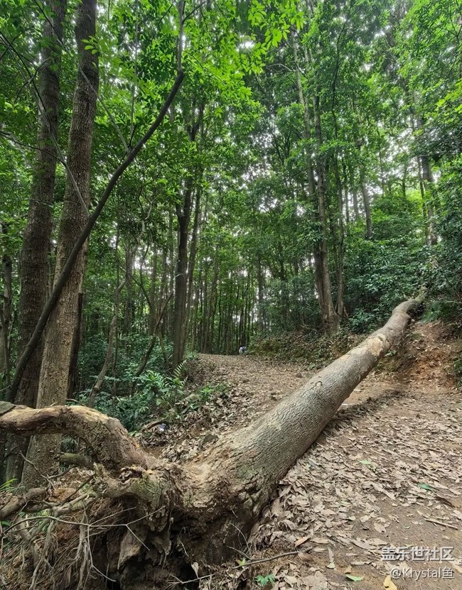 【初夏漫行】山林古道
