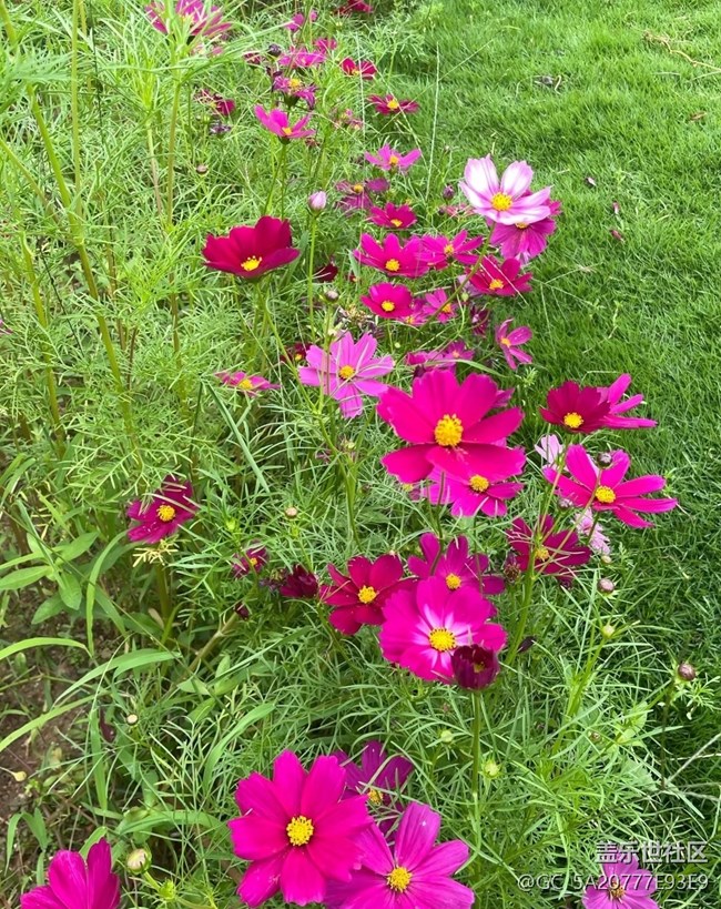 【初夏漫行】花開