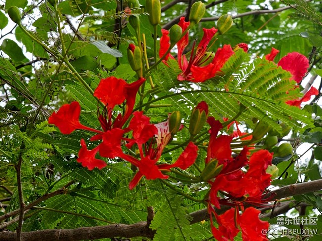 【AI定格五月風(fēng)華】果實(shí)與花開