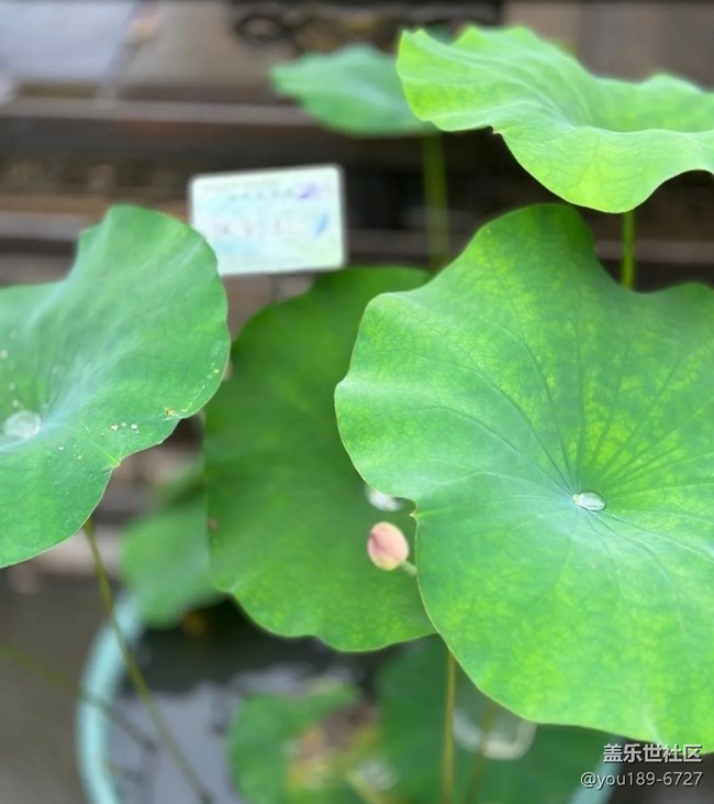【初夏漫行】錢(qián)王祠