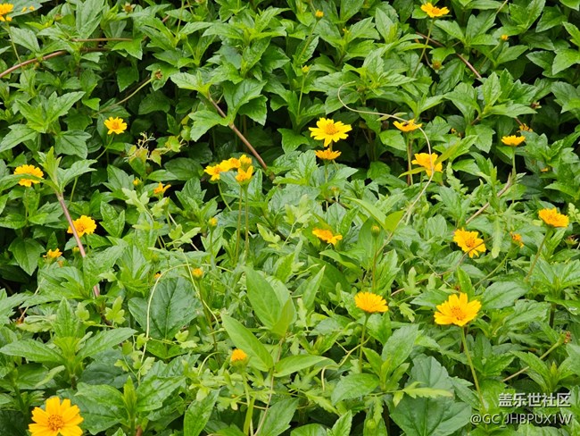 【AI定格五月風華】公園隨拍