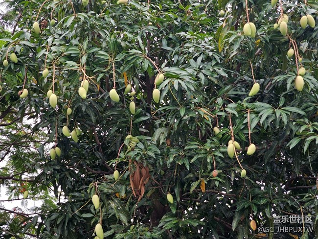 【AI定格五月風(fēng)華】果實(shí)與花開