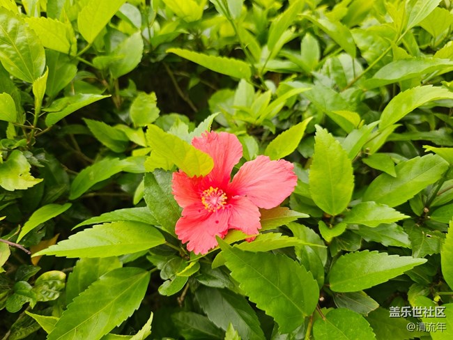 【AI定格五月風(fēng)華】夏天公園