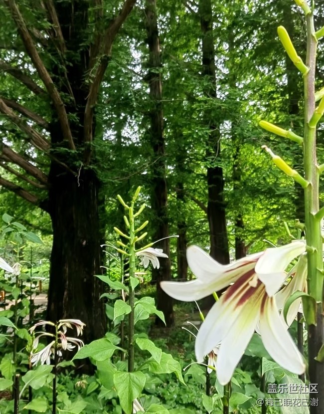 【初夏漫行】植物園