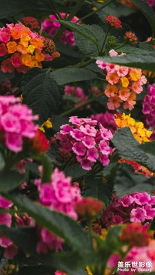 馬纓丹