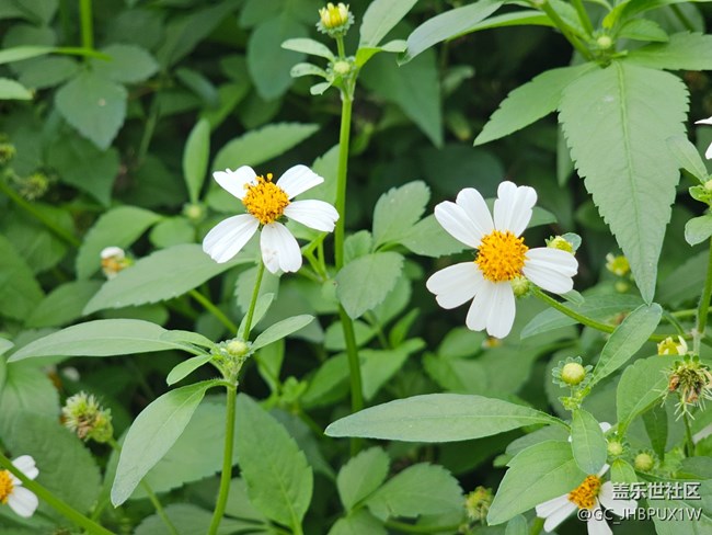 【AI定格五月風(fēng)華】果實(shí)與花開