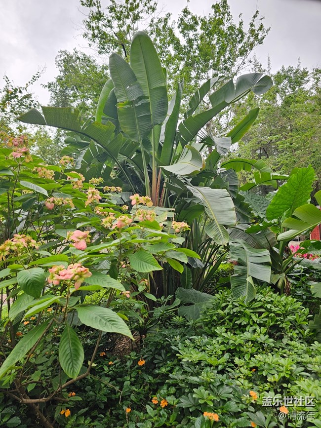 【AI定格五月風(fēng)華】夏天公園