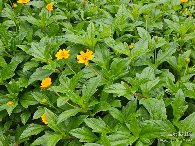 【AI定格五月風華】公園隨拍