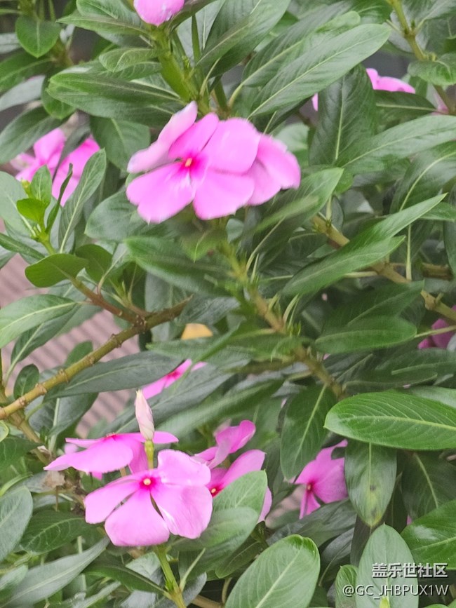 【AI定格五月風華】公園隨拍