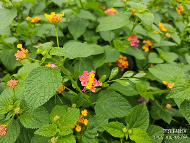 【AI定格五月風華】公園隨拍