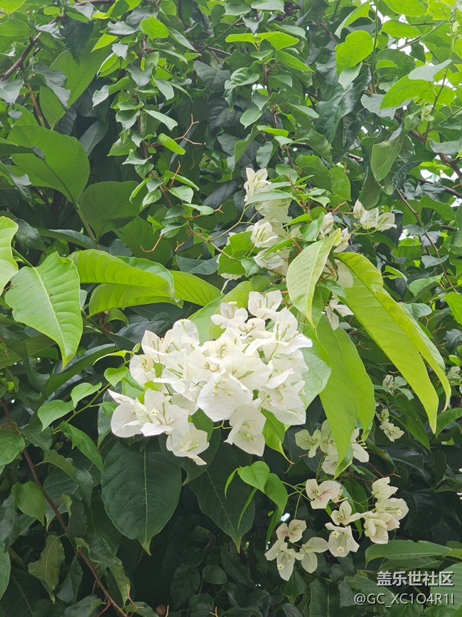 【AI定格五月風(fēng)華】五月