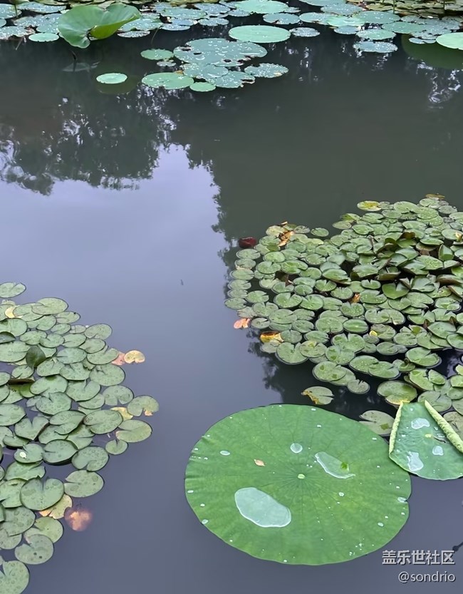 【初夏漫行】公園走走