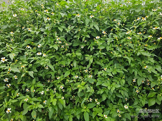 【AI定格五月風(fēng)華】果實(shí)與花開