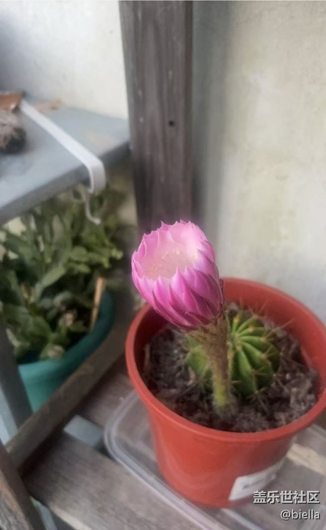【初夏漫行】開花