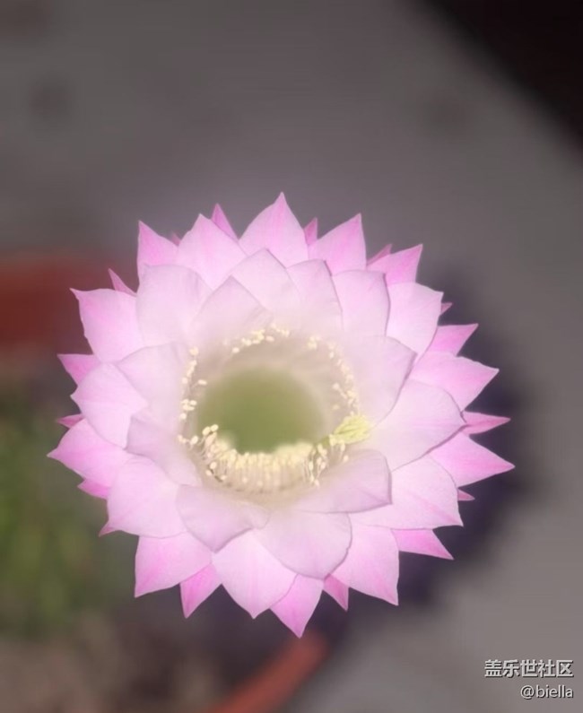 【初夏漫行】開花
