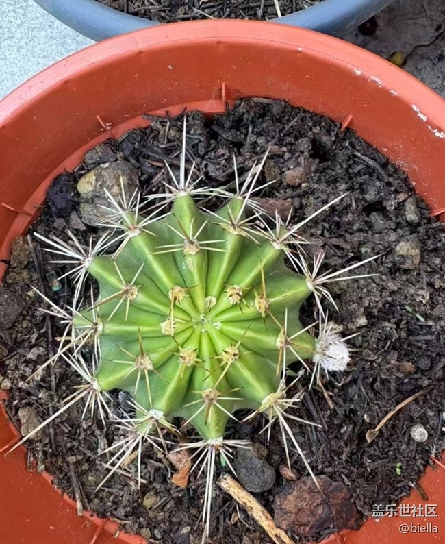 【初夏漫行】開花