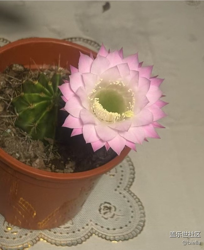 【初夏漫行】開花