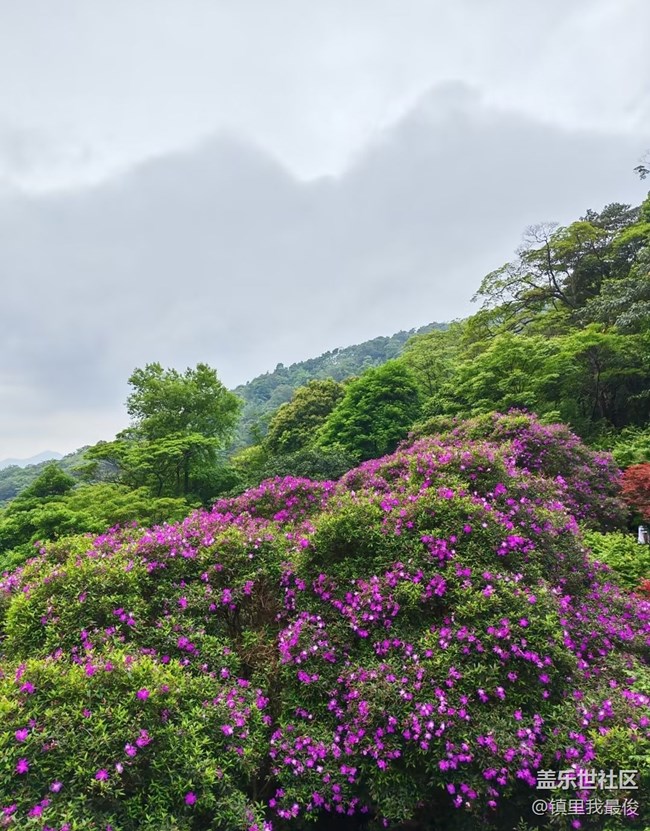 【初夏漫行】森林公園