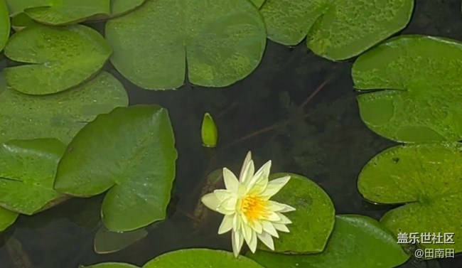 【初夏漫行】太倉南園