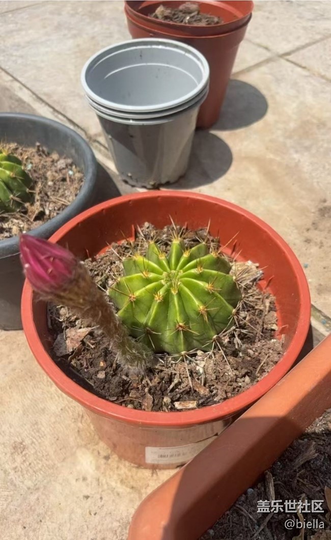【初夏漫行】開花