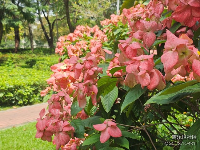 【初夏漫行】初夏