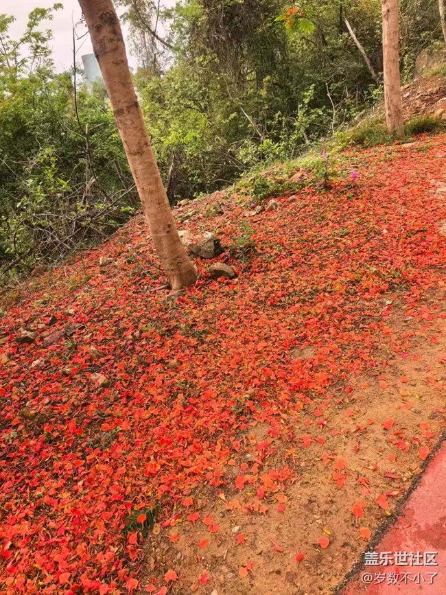 【初夏漫行】鳳凰花開(kāi)