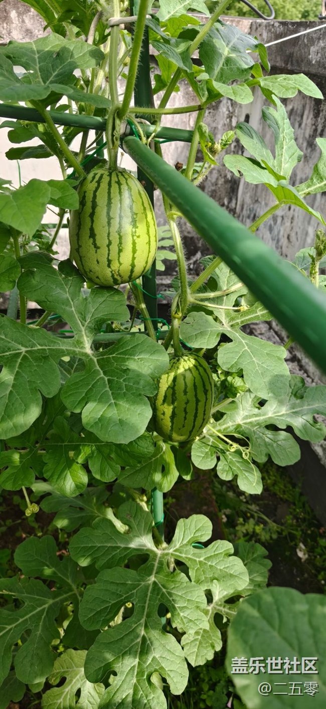 【初夏漫行】坐等豐收