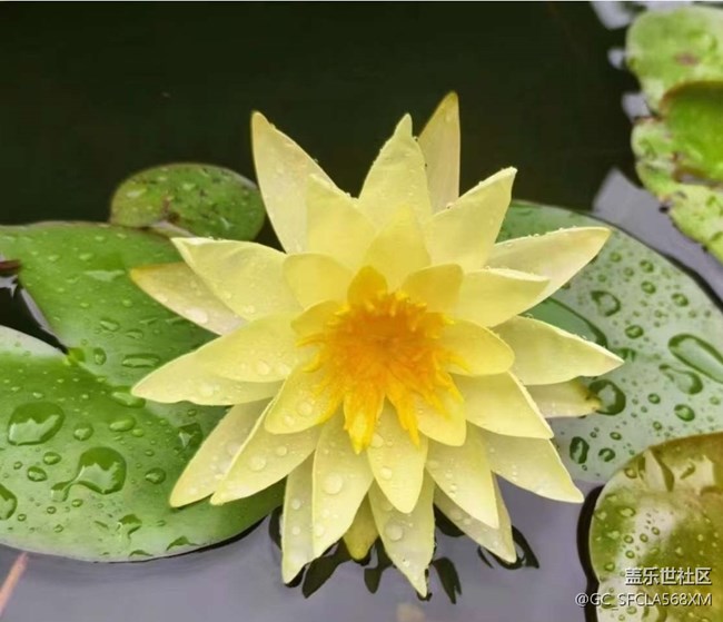 【初夏漫行】睡蓮