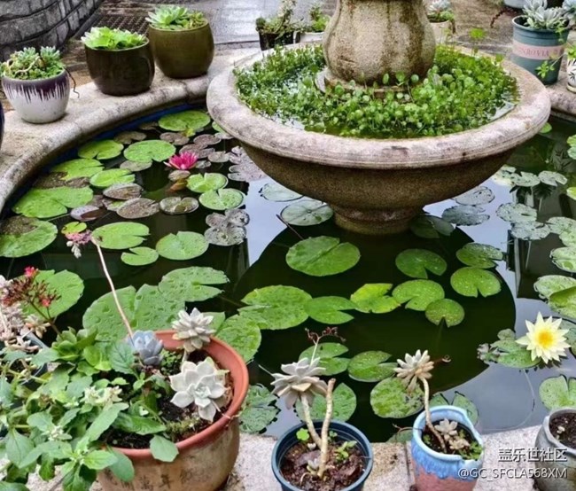 【初夏漫行】睡蓮