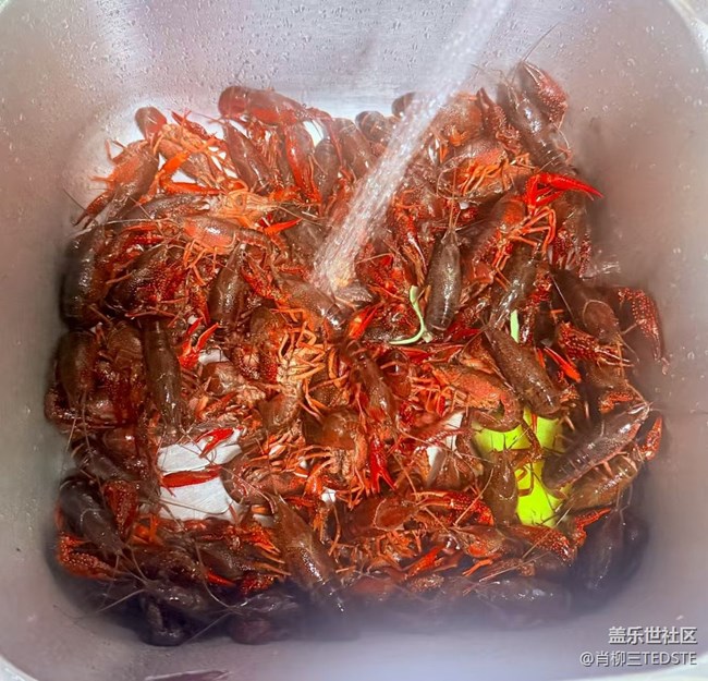【輕食微光】龍蝦