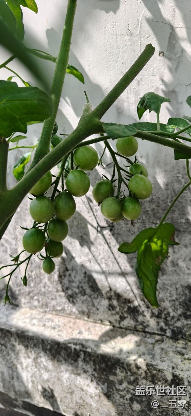 【初夏漫行】坐等豐收